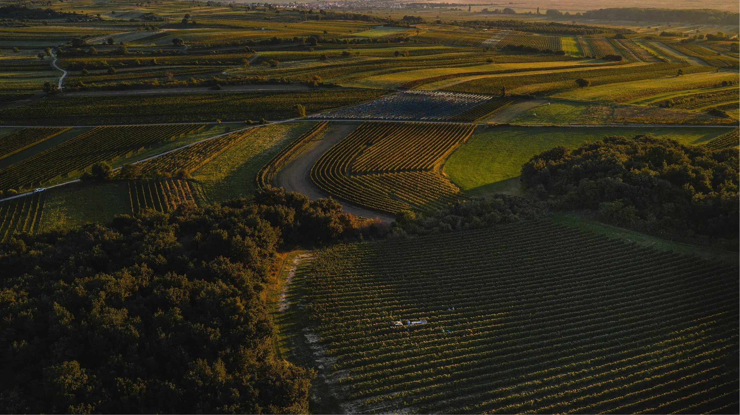 Aerial view of Burgenland vineyards